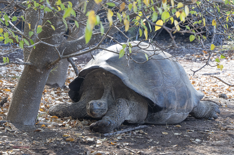 Galapagos Tortoise