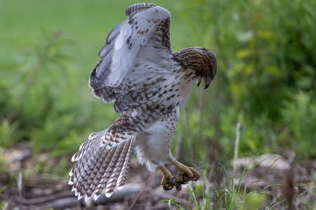 Juvenile Red-tailed Hawk